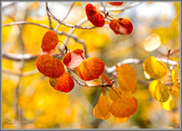 Red & Gold - Fall Aspen Colors