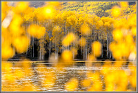 Golden Fall Aspen Layers