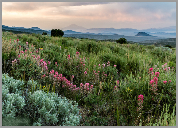 Stormy Sagebrush & Wildflowers - Nevada