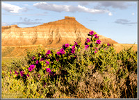 Southern Utah Spring Wildflowers - Desert Four O'Clock