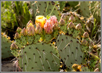 Prickly Pear Cactus Blossoms