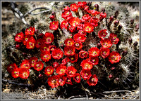 Claret Cup Cactus Bloom