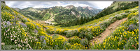 Alta Wildflower Panorama