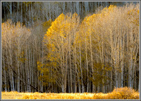 Fall Aspens Near Richfield, Utah