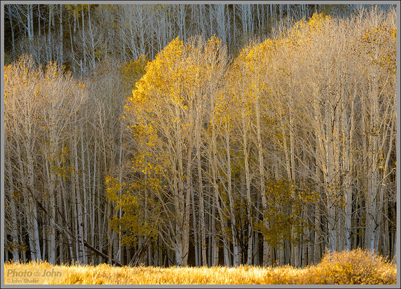 Fall Aspens Near Richfield, Utah