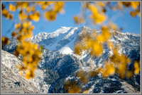 Golden Leaves Against Snowy Peaks