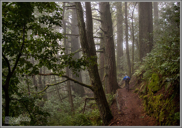 Mountain Biking In Foggy Redwood Forest