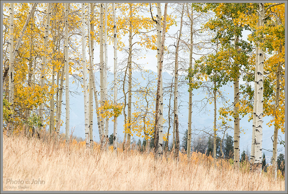 Subtle Fall Aspens With Mountains In the Background