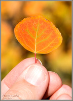 Fall Aspen Leaf