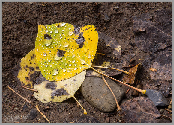 Wasatch Aspen Leaf With Water Droplets