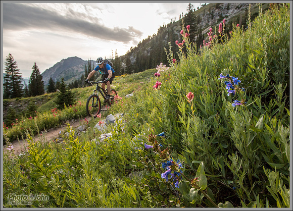 Wasatch Wildflowers  & Mountain Biker