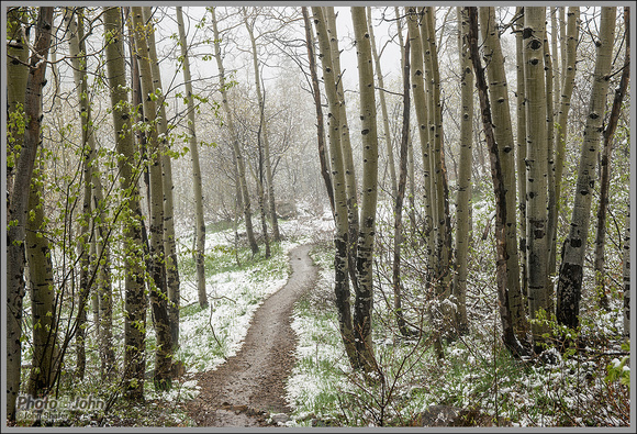 A Walk In the Woods: Spring Snow