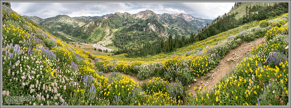 Alta Wildflower Panorama