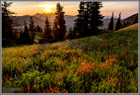 Alta Wildflower Sunset