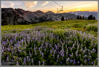 Supreme Wildflower Sunset - Alta, Utah