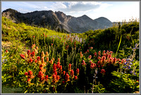 Indian Paintbrush - Alta Ski Area