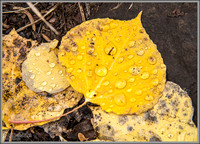 Water Drops & Aspen Leaves