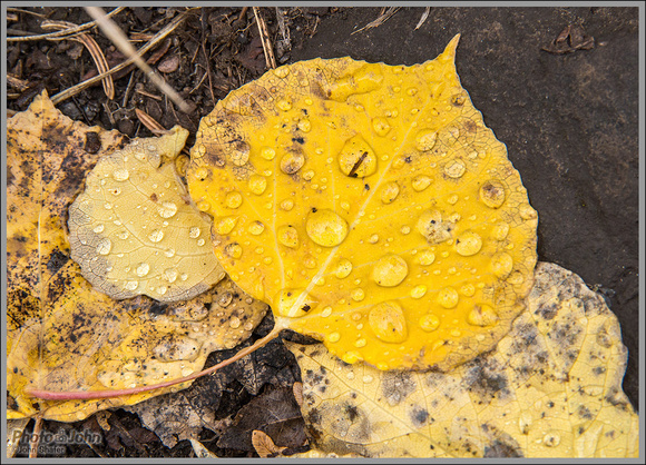 Water Drops & Aspen Leaves