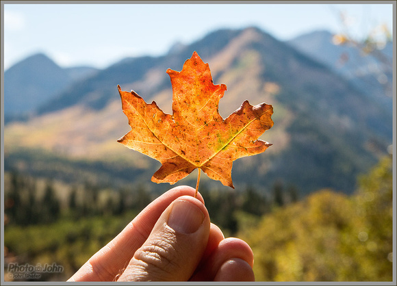 Autumn Maple Leaf - Wasatch Mountains